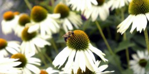 Déclin inquiétant des abeilles aux États-Unis