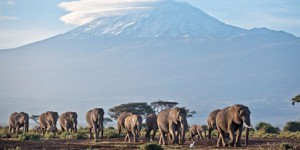 Les éléphants d’Afrique pourraient s’éteindre d’ici sept ans