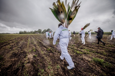 ​Des faucheurs menés par José Bové et Greenpeace s'attaquent à un champ d'OGM