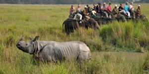 Les rhinocéros menacés par... les réseaux sociaux