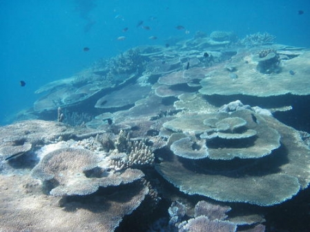 Grande Barrière de corail: l’UNESCO sonne l’alarme