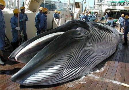 Le Japon veut relancer la chasse commerciale à la baleine