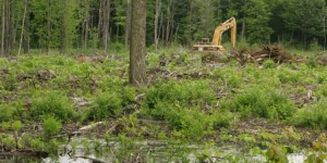 Le programme forestier inquiète les écologistes