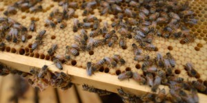 L’Ontario restreindra l’utilisation d’insecticides nuisibles aux abeilles