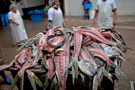 Un million de tonnes de poissons jetés par-dessus bord