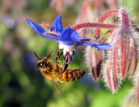 Pesticides et mauvais temps, cocktail funeste pour les abeilles