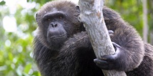 Les grands singes s’approchent de l’extinction