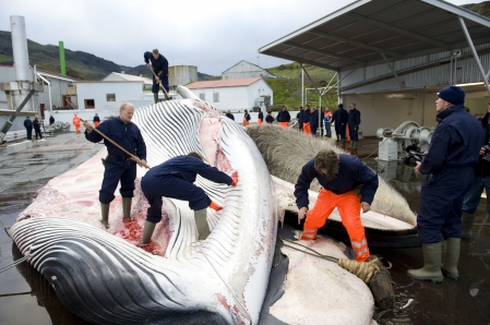 Saison de chasse record pour les baleiniers norvégiens