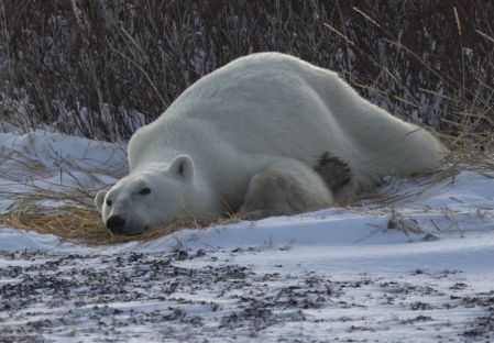 Les quotas de chasse à l’ours polaire réduits de 25% au Canada