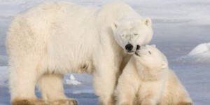 Fort déclin des ours polaires en Arctique et en Alaska