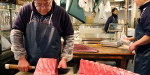 La hausse du quota de pêche du thon rouge suscite l’inquiétude des ONG