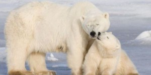 L’ours polaire canadien fera face à l’extinction d’ici 2100