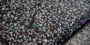 Le mystère des milliers de poissons morts reste entier