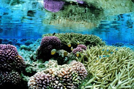 L’ONU progresse vers un traité pour protéger la biodiversité en haute mer