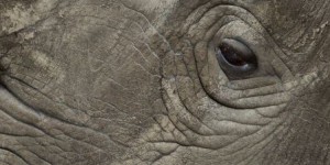 Le massacre des rhinocéros prend des proportions alarmantes