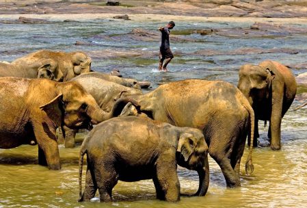 Un conclave pour sauver les derniers éléphants