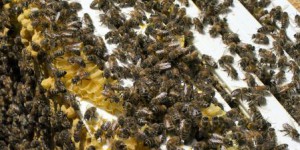 Les abeilles ont connu une meilleure année au Canada