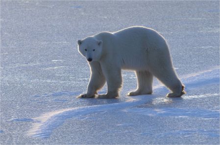 L’ours polaire victime des changements climatiques