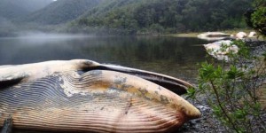 Plus de 300 baleines retrouvées échouées en Patagonie