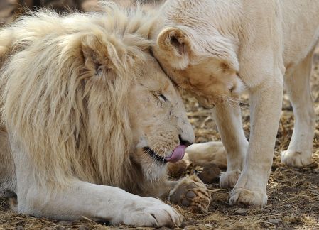 Les lions d’Afrique et d’Inde parmi les espèces en danger
