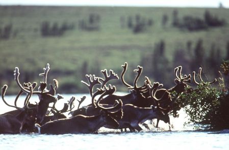 Québec affirme vouloir mieux protéger le caribou forestier