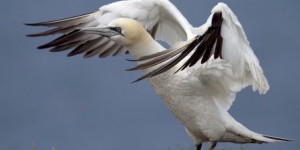 Le tiers des oiseaux  sont menacés d’extinction