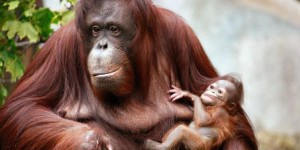 L’orang-outang de Bornéo en danger d’extinction