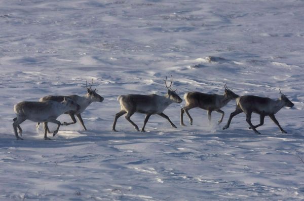 «Déclin troublant» des hardes de caribous au Canada