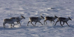 «Déclin troublant» des hardes de caribous au Canada