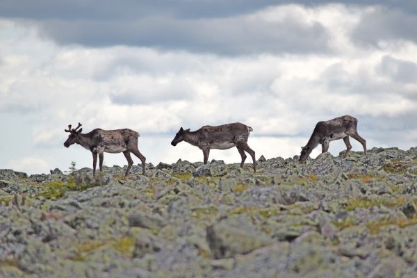 Caribou forestier: Québec reste discret sur quatre études
