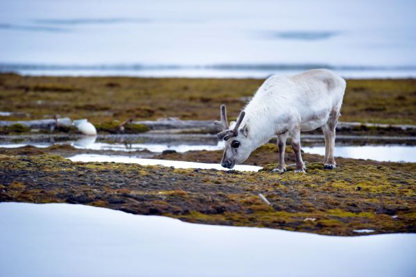 Les rennes de l’Arctique contribuent  à freiner le réchauffement