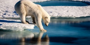 Nouveau plan d'Obama pour protéger les ours polaires