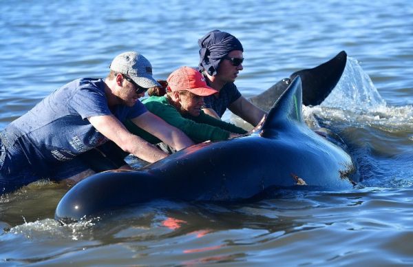 La plupart des baleines échouées en Nouvelle-Zélande remises à flot 