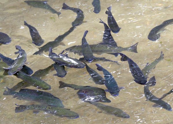Aquaculture: le difficile sillage du poisson écologique