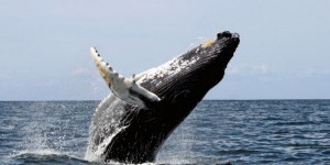 Baleines à bosse: taux de mortalité inhabituel