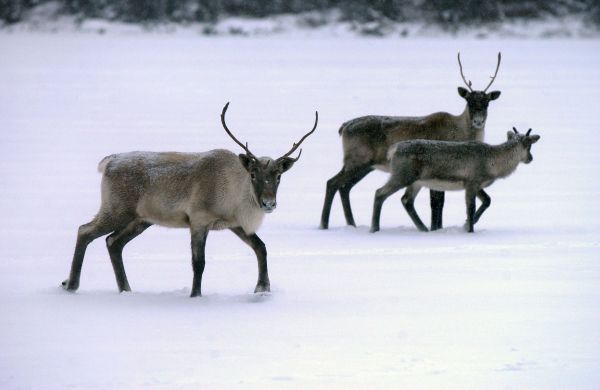 Les caribous de Val-d’Or envoyés au Zoo de Saint-Félicien