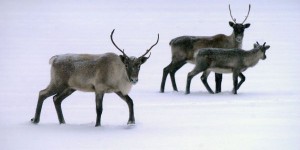 Les caribous de Val-d’Or envoyés au Zoo de Saint-Félicien