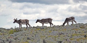 Déménager les caribous de Val-d’Or est la seule option, affirme Québec
