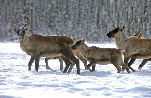 Québec refuse d’expliciter sa décision de déplacer vers un zoo la harde de Val-d’Or