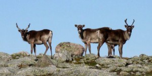 Le caribou migrateur du Québec est «en voie de disparition»
