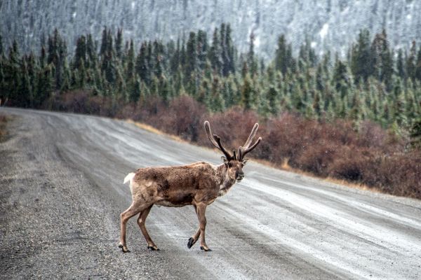Québec se dit «préoccupé» par le déclin des caribous migrateurs