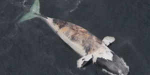 Six baleines noires mortes dans le golfe du Saint-Laurent