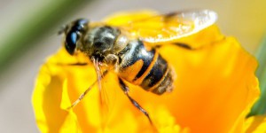Deux études confirment la nocivité des insecticides néonicotinoïdes pour les abeilles