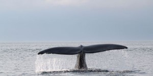 La mort de trois de baleines noires dans le Saint-Laurent inquiète les scientifiques