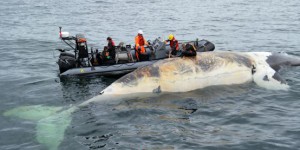 La mort de six baleines est «très préoccupante»