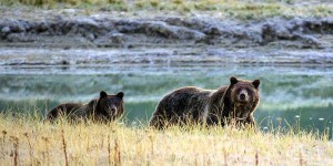 Les ours grizzly de Yellowstone retirés de la liste des animaux protégés
