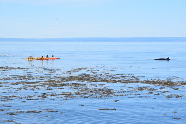 Québec confiant d’atteindre ses objectifs de protection des milieux marins