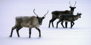 Québec étudiera finalement la viabilité des caribous de Val-d’Or