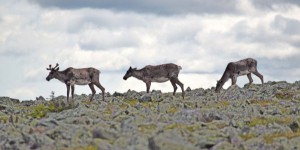 Québec renonce au transfert des caribous de Val-d’Or