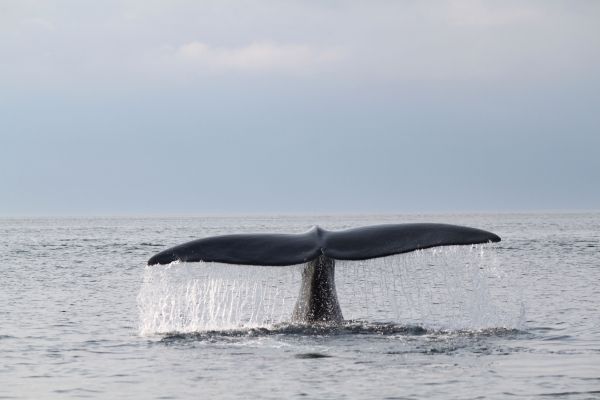Deux des baleines noires mortes auraient souffert d’un traumatisme contondant